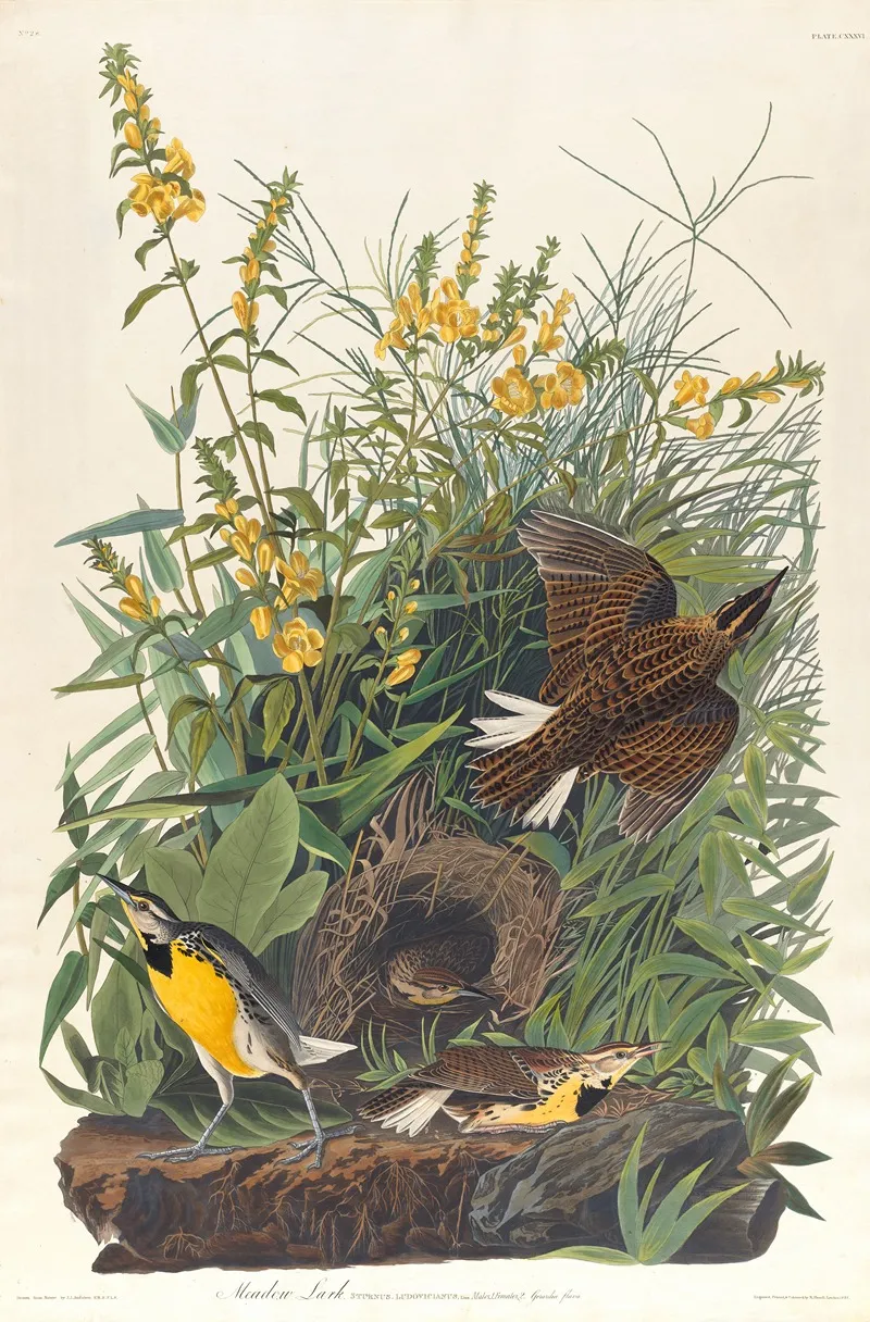 Meadow Lark Wall Art by John James Audubon - High-Resolution Digital Print
