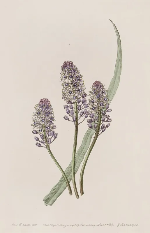 Meadow Squill Wall Art by Sydenham Edwards - High-Resolution Digital Print