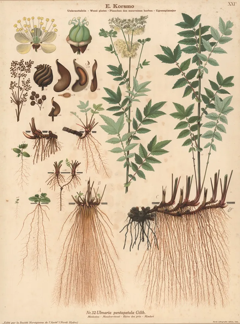 Meadow Sweet 3 Wall Art by Knut Quelprud - High-Resolution Digital Print