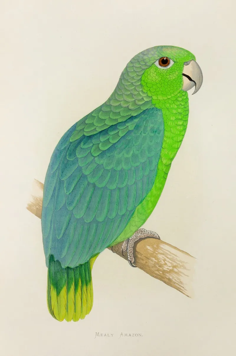 Mealy Amazon Wall Art by Alexander Francis Lydon - High-Resolution Digital Print