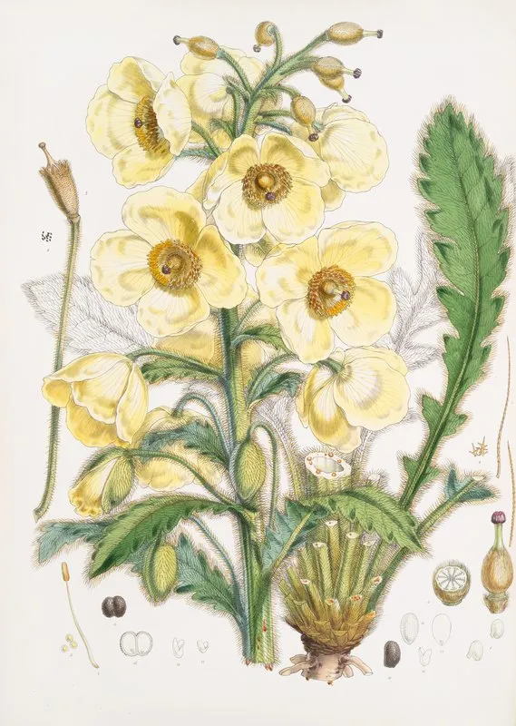 Meconopsis Nepalensis Dc 2 Wall Art by Walter Hood Fitch - High-Resolution Digital Print