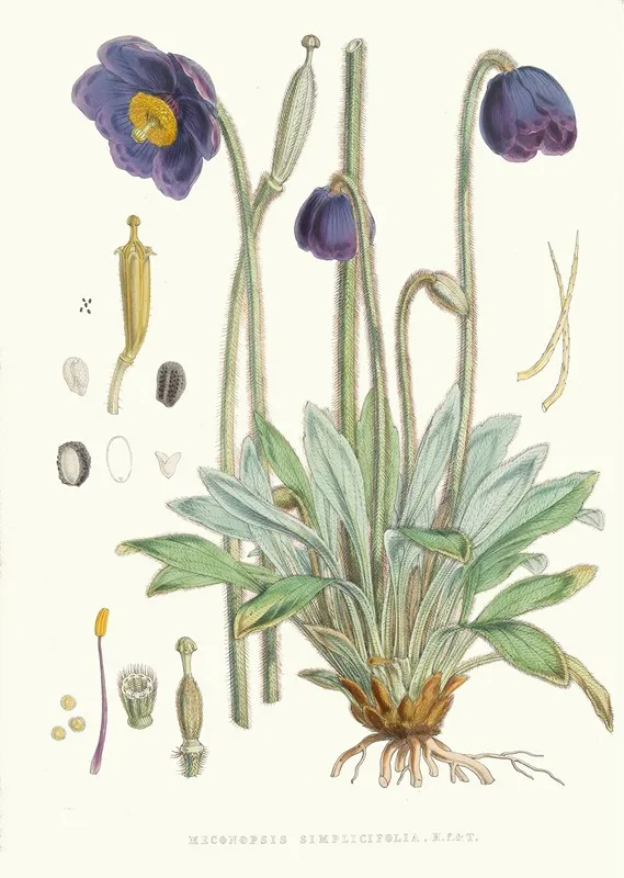 Meconopsis Simplicifolia H F Et T Wall Art by Walter Hood Fitch - High-Resolution Digital Print