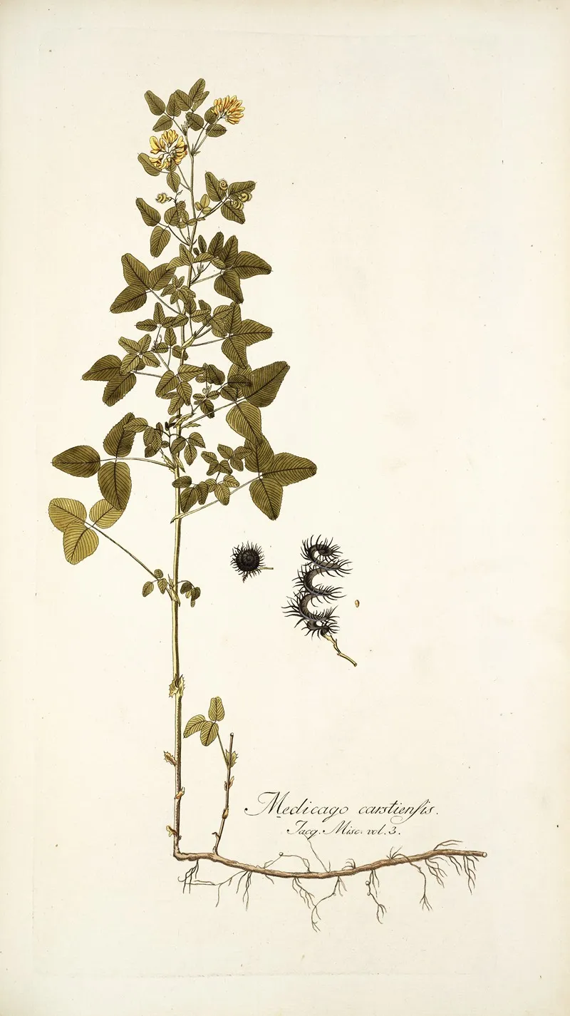 Medicago Carstiensis Wall Art by Nikolaus Joseph Freiherr von Jacquin - High-Resolution Digital Print