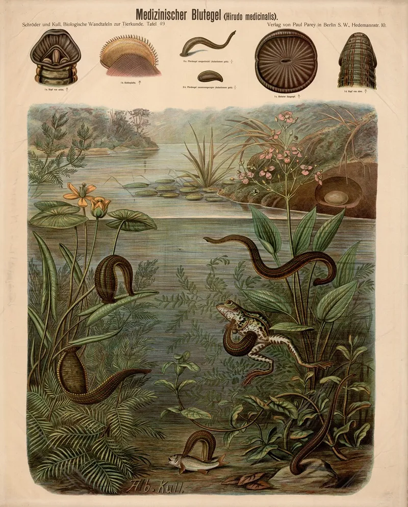 Medicinal Leech Hirudo Medicinalis 2