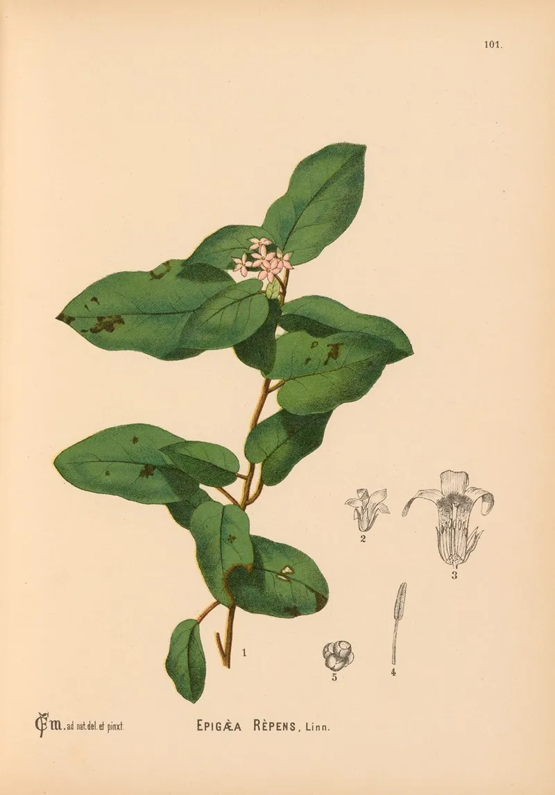 Medicinal Plants Pl 012