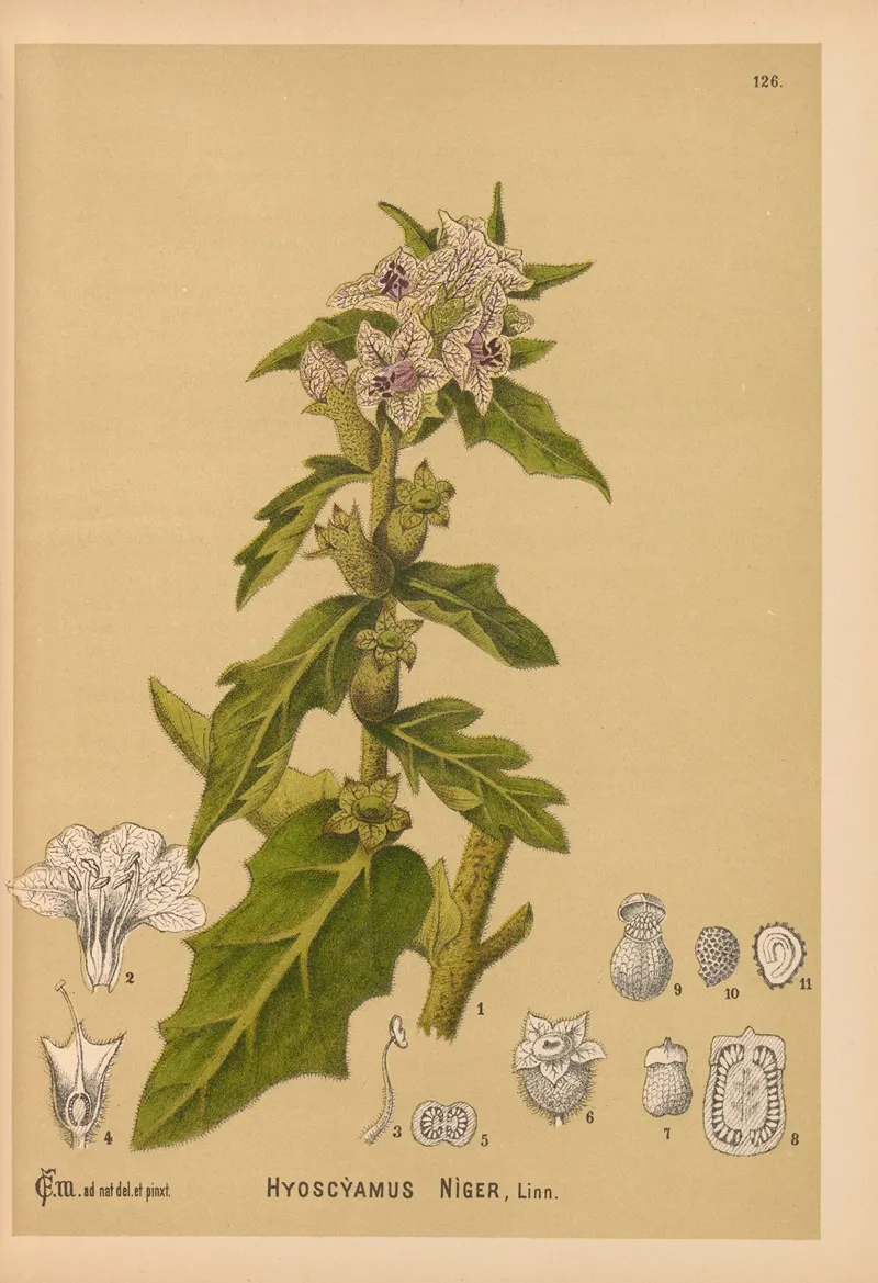 Medicinal Plants Pl 020