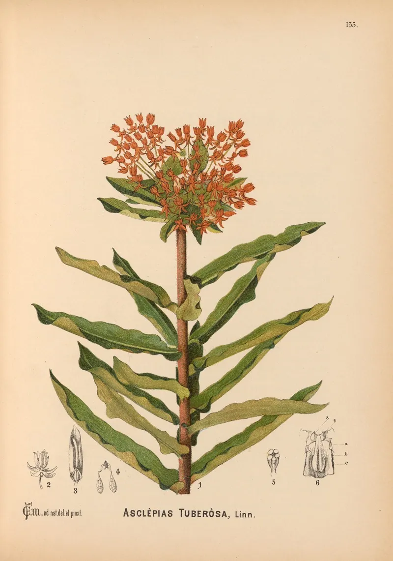 Medicinal Plants Pl 030