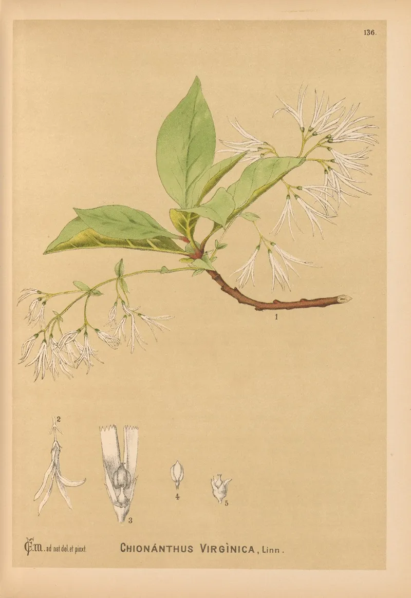 Medicinal Plants Pl 031