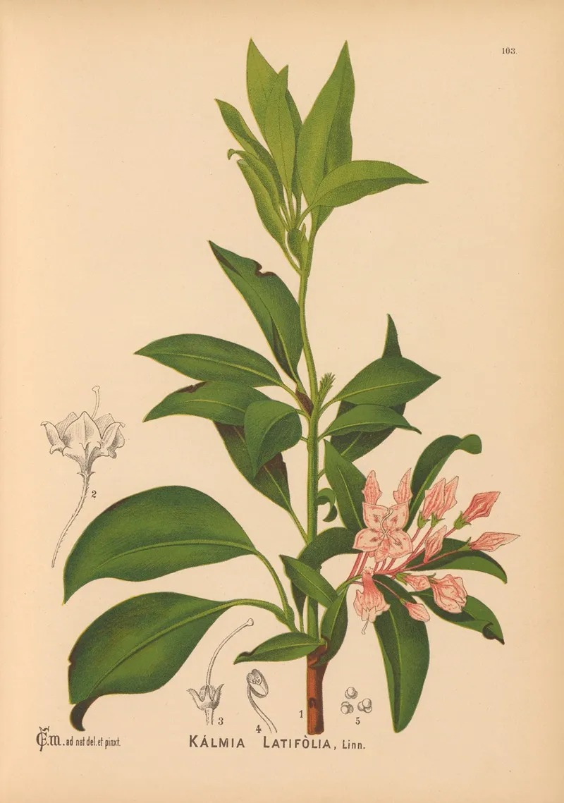 Medicinal Plants Pl 034