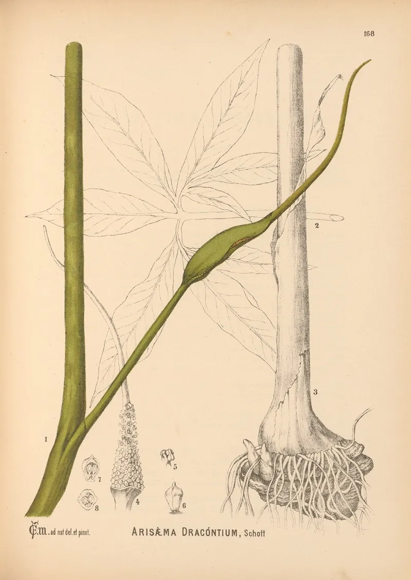 Medicinal Plants Pl 067