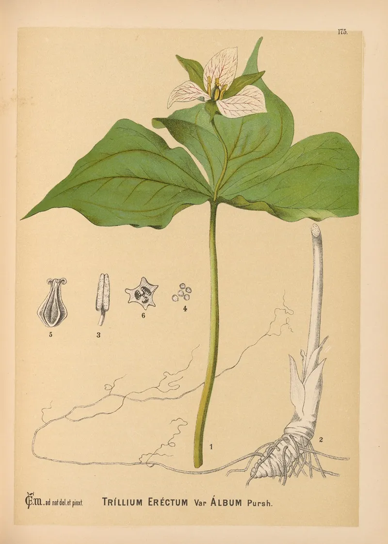 Medicinal Plants Pl 074