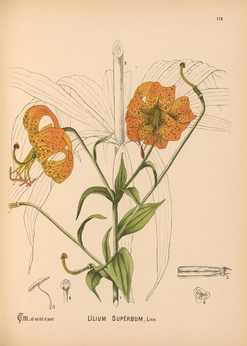 Medicinal Plants Pl 078