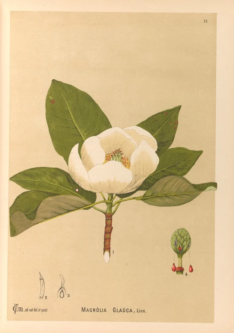 Medicinal Plants Pl 105