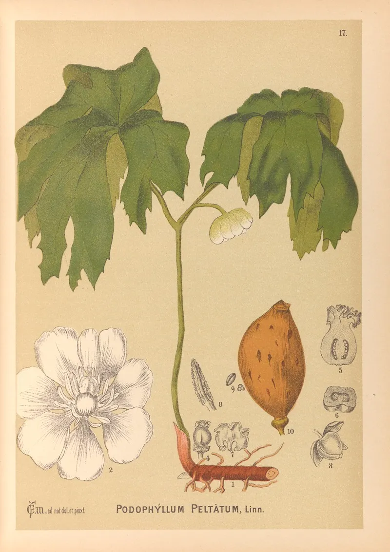 Medicinal Plants Pl 110