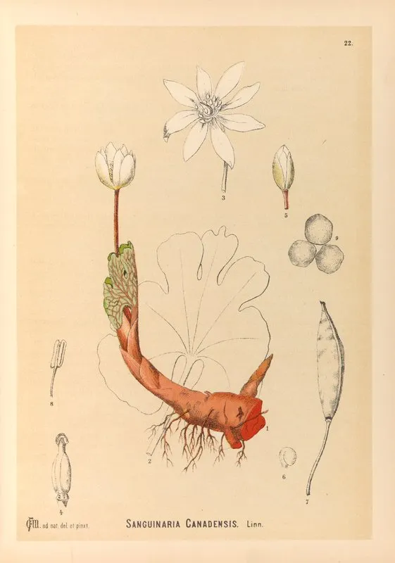Medicinal Plants Pl 115