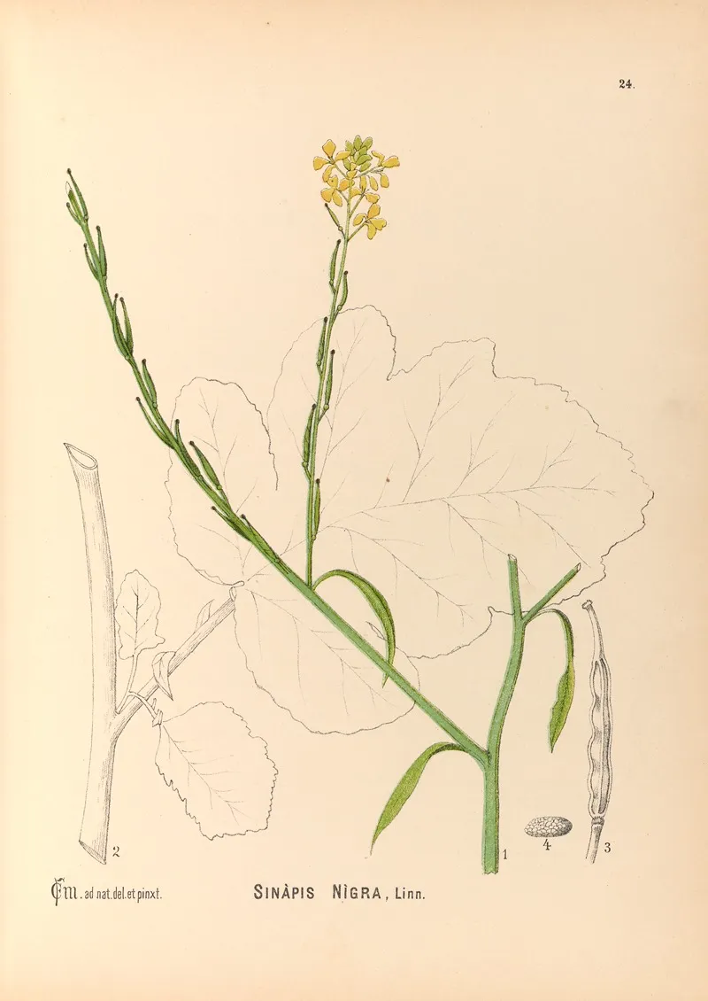 Medicinal Plants Pl 117