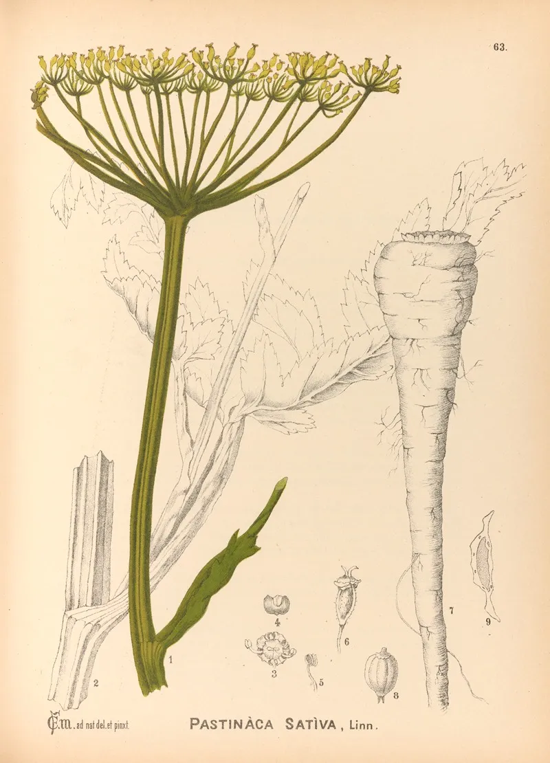 Medicinal Plants Pl 156