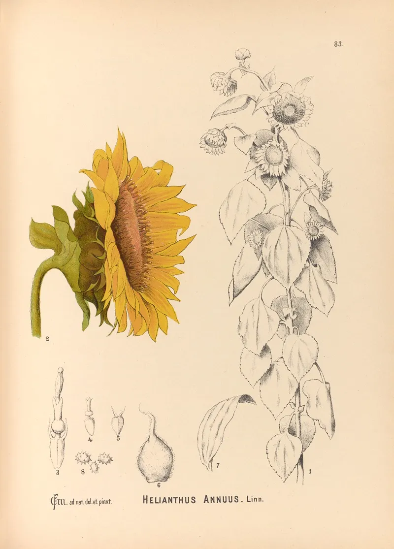 Medicinal Plants Pl 176