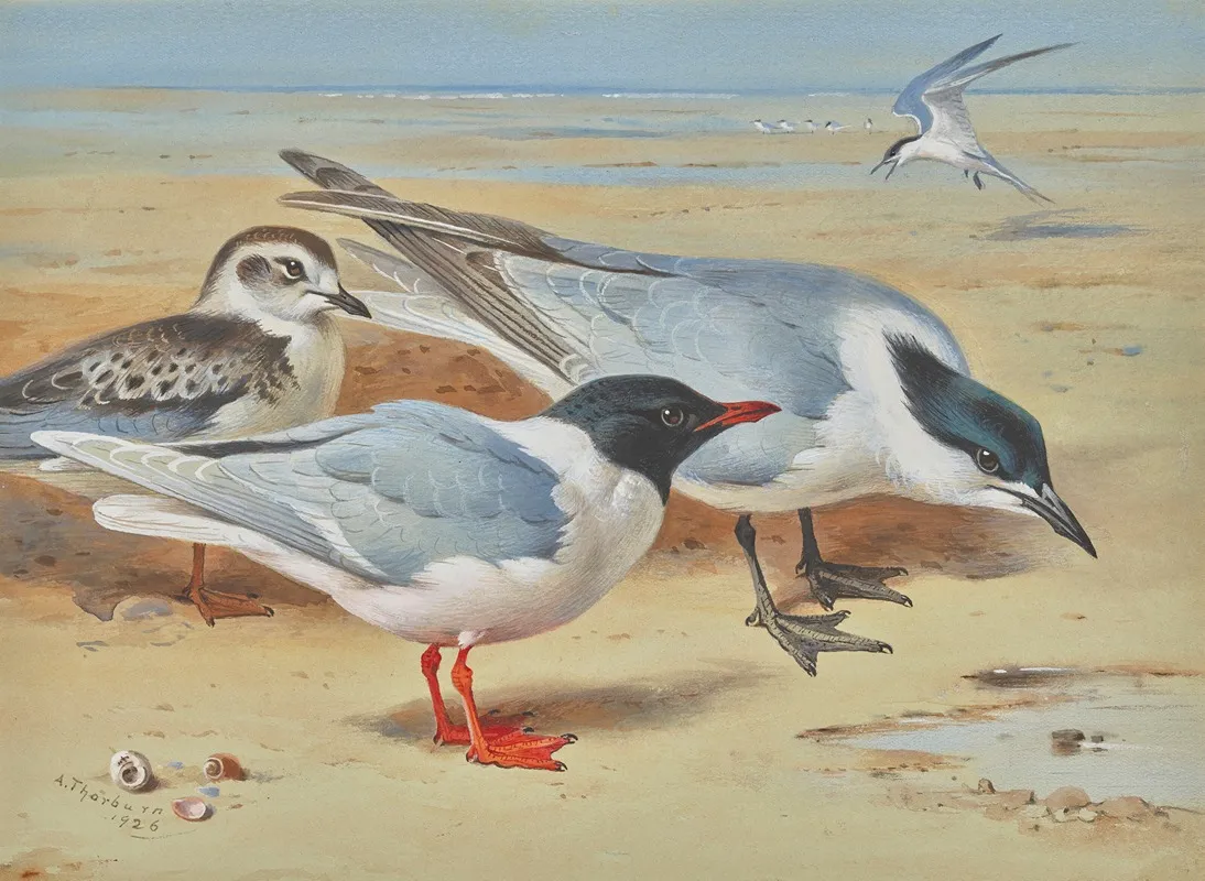 Mediterranean Gull And Juvenile With Sandwich Terns On A Beach Wall Art by Archibald Thorburn - High-Resolution Digital Print