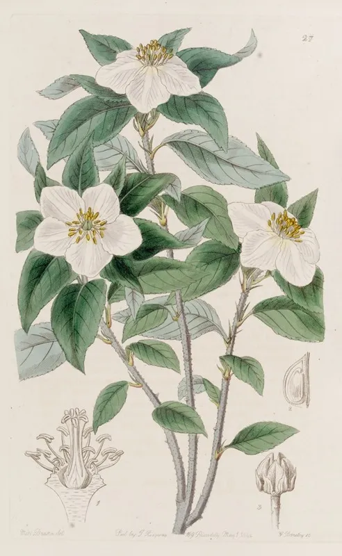 Medlar Like Lindleya Wall Art by Sydenham Edwards - High-Resolution Digital Print