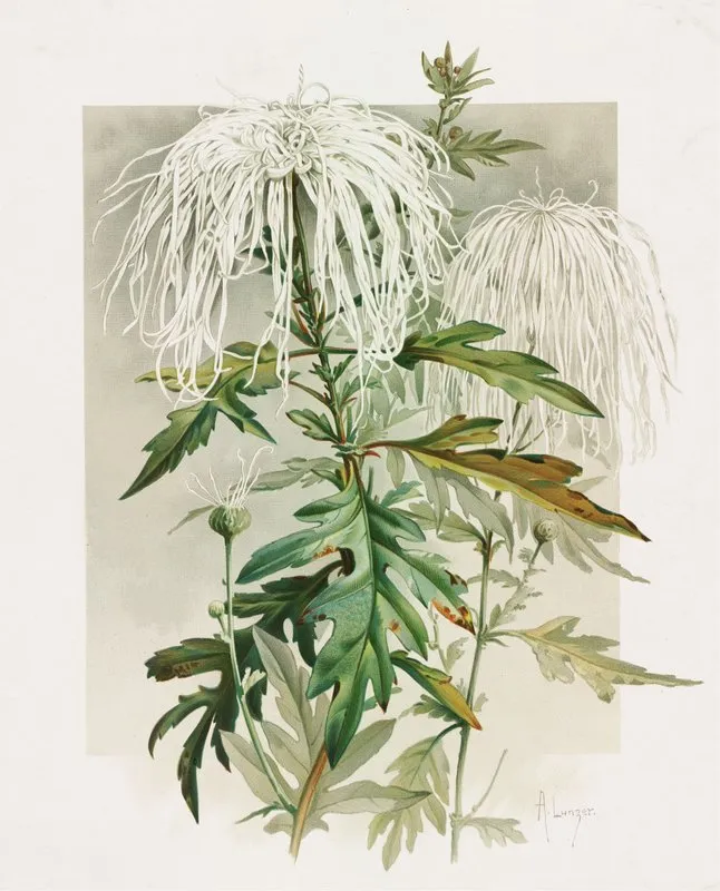 Medusa Chrysanthemum Wall Art by Alois Lunzer - High-Resolution Digital Print