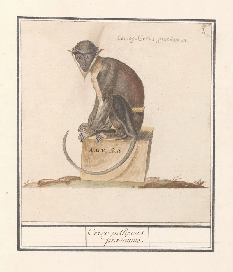 Meerkat Cercopithecini Cerco Pithecus Prasianus Wall Art by Anselmus Boëtius de Boodt - High-Resolution Digital Print