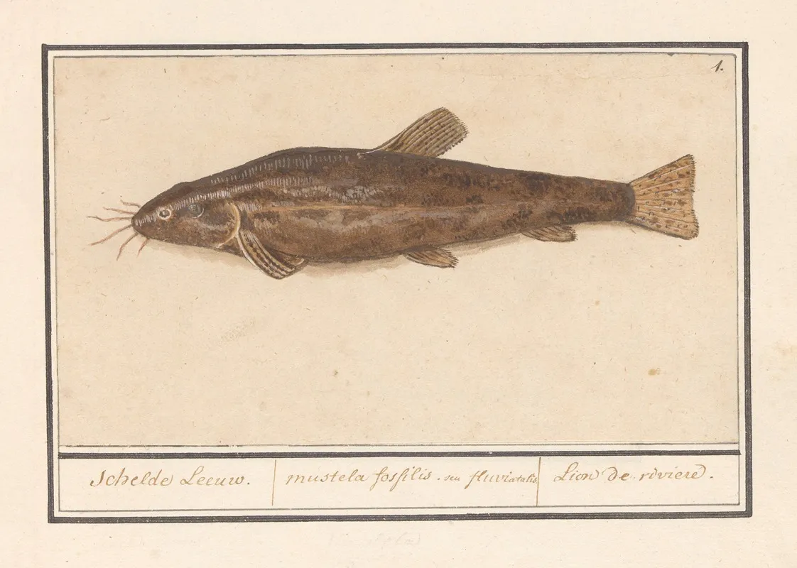 Meerval Siluridae Schelde Leeuw Mustela Fosfilis Seu Fluviatalis Lion De Riviere Wall Art by Anselmus Boëtius de Boodt - High-Resolution Digital Print