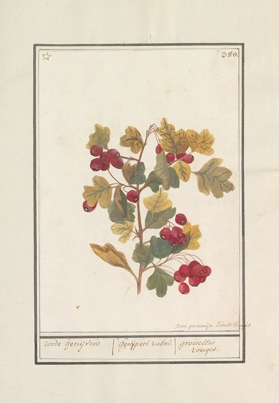 Meidoorn Crataegus Wall Art by Jan Anton Garemyn - High-Resolution Digital Print