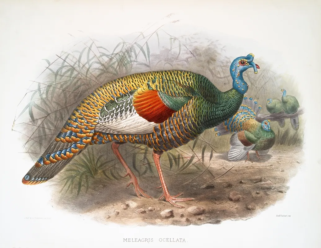 Melaeacris Ocellata 2 Wall Art by Joseph Smit - High-Resolution Digital Print
