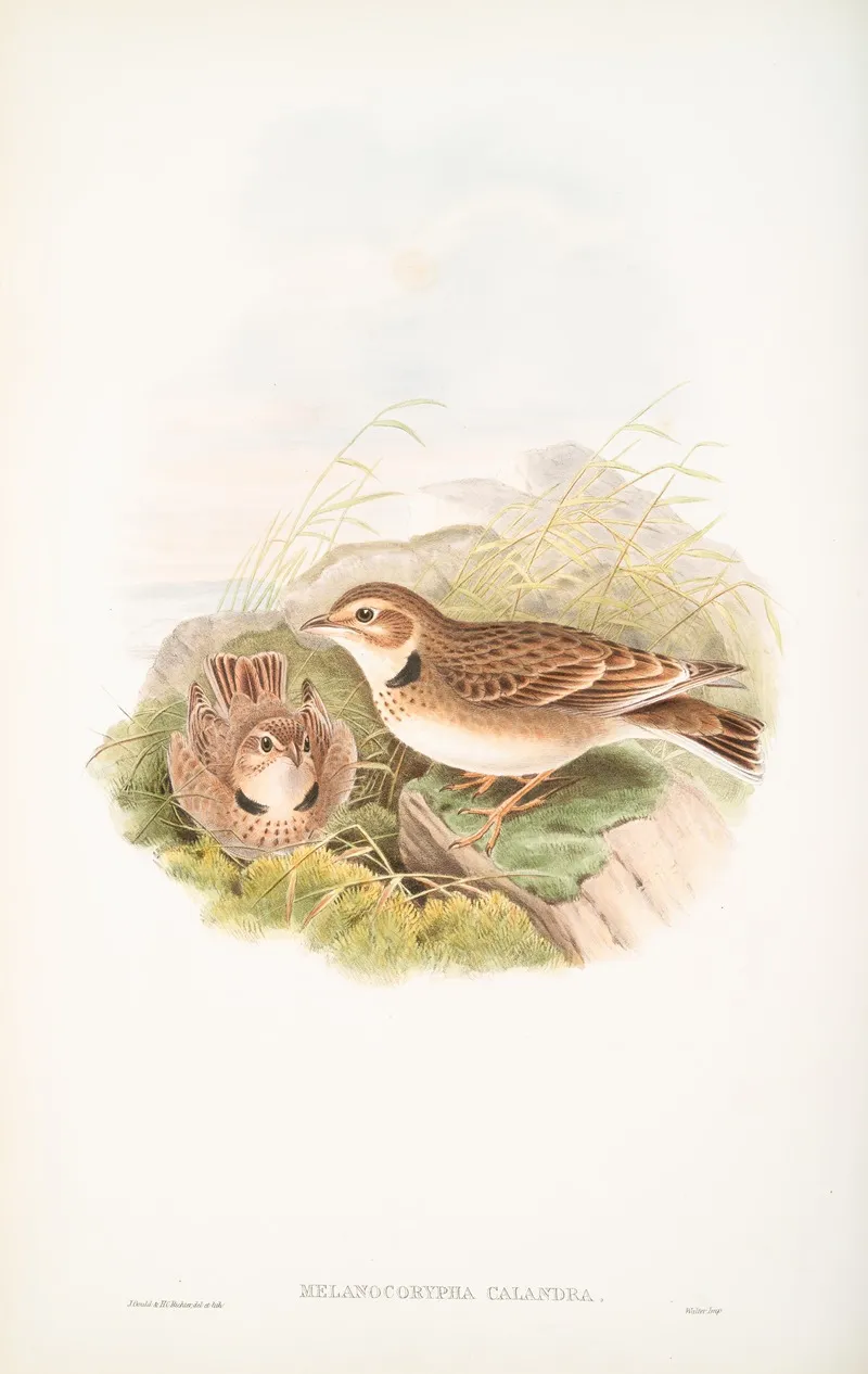 Melanocorypha Calandra Calandra Lark Wall Art by John Gould - High-Resolution Digital Print
