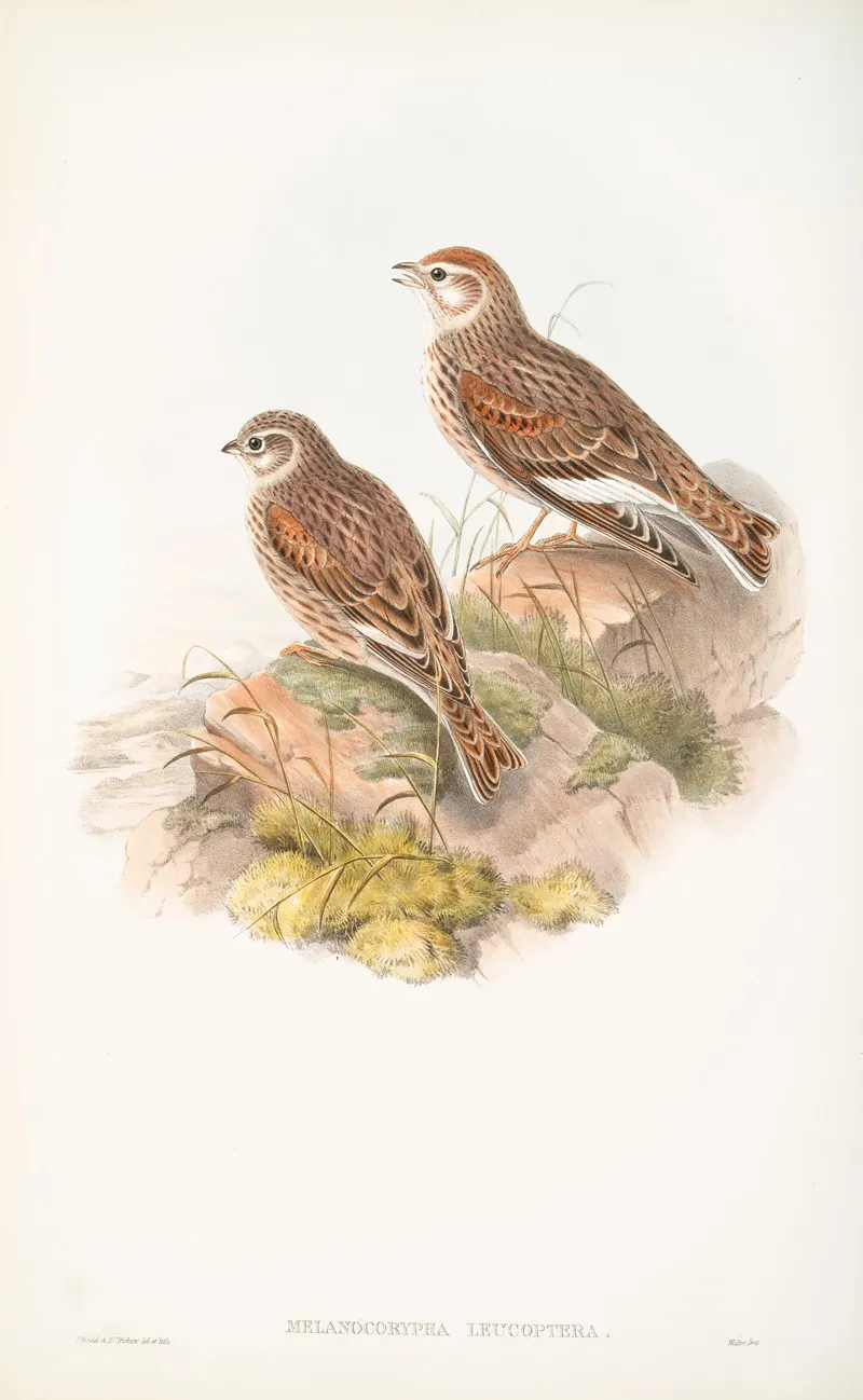 Melanocorypha Leucoptera White Winged Lark Wall Art by John Gould - High-Resolution Digital Print