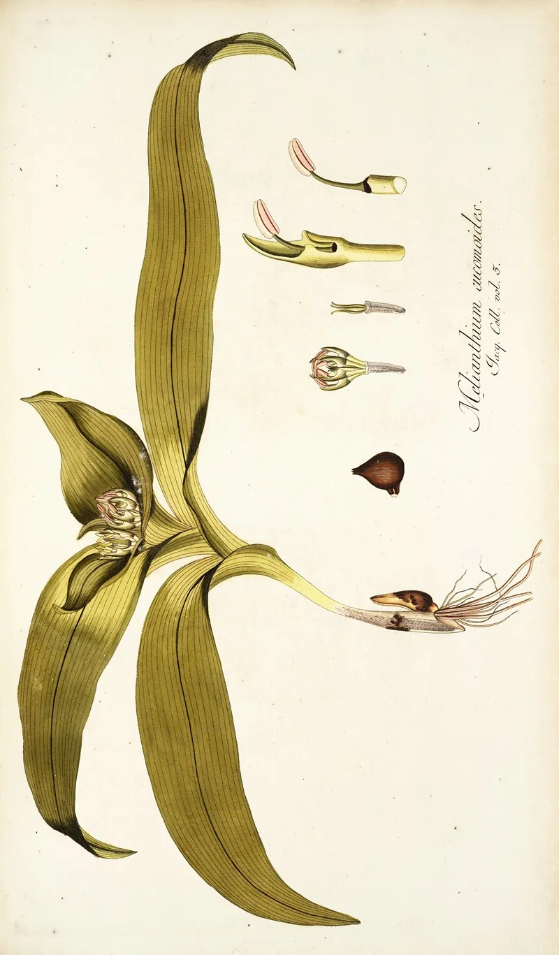 Melanthium Eucomoides Wall Art by Nikolaus Joseph Freiherr von Jacquin - High-Resolution Digital Print