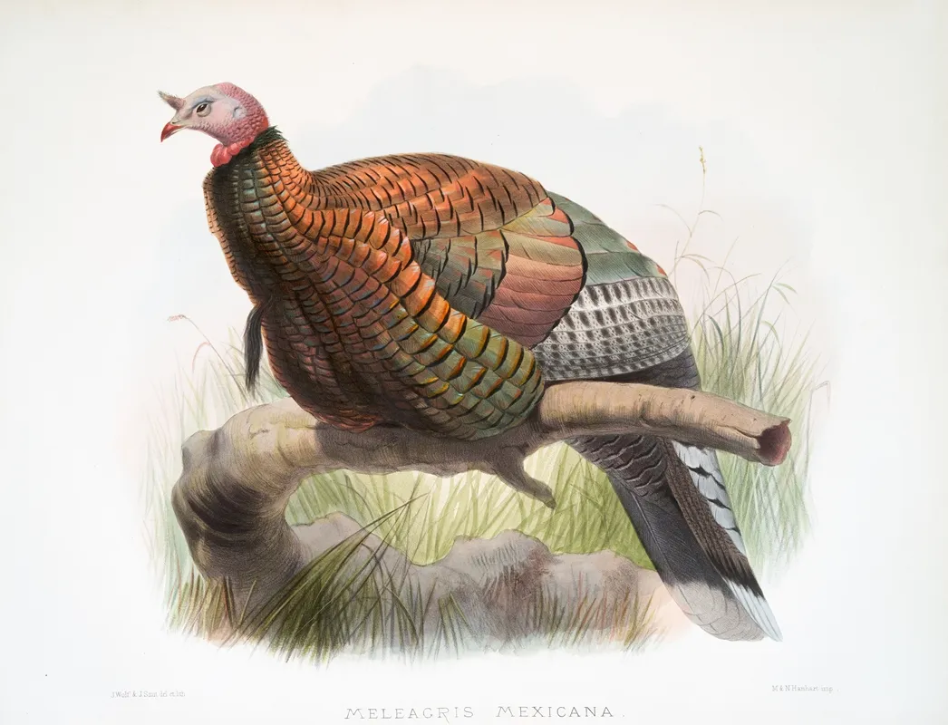 Meleagris Mexicana 2 Wall Art by Joseph Smit - High-Resolution Digital Print