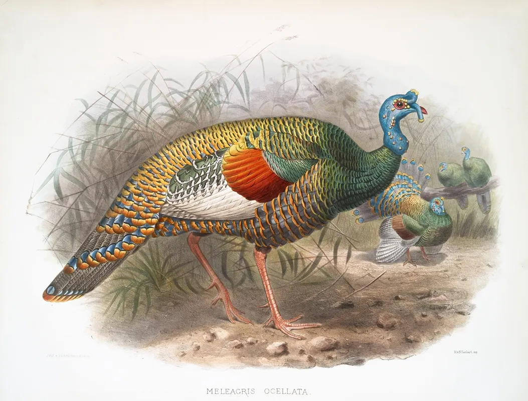 Meleagris Ocellata 2 Wall Art by Joseph Smit - High-Resolution Digital Print