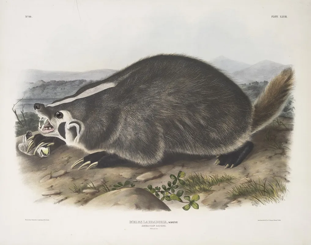 Meles Labradoria American Badger Natural Size Wall Art by John Woodhouse Audubon - High-Resolution Digital Print