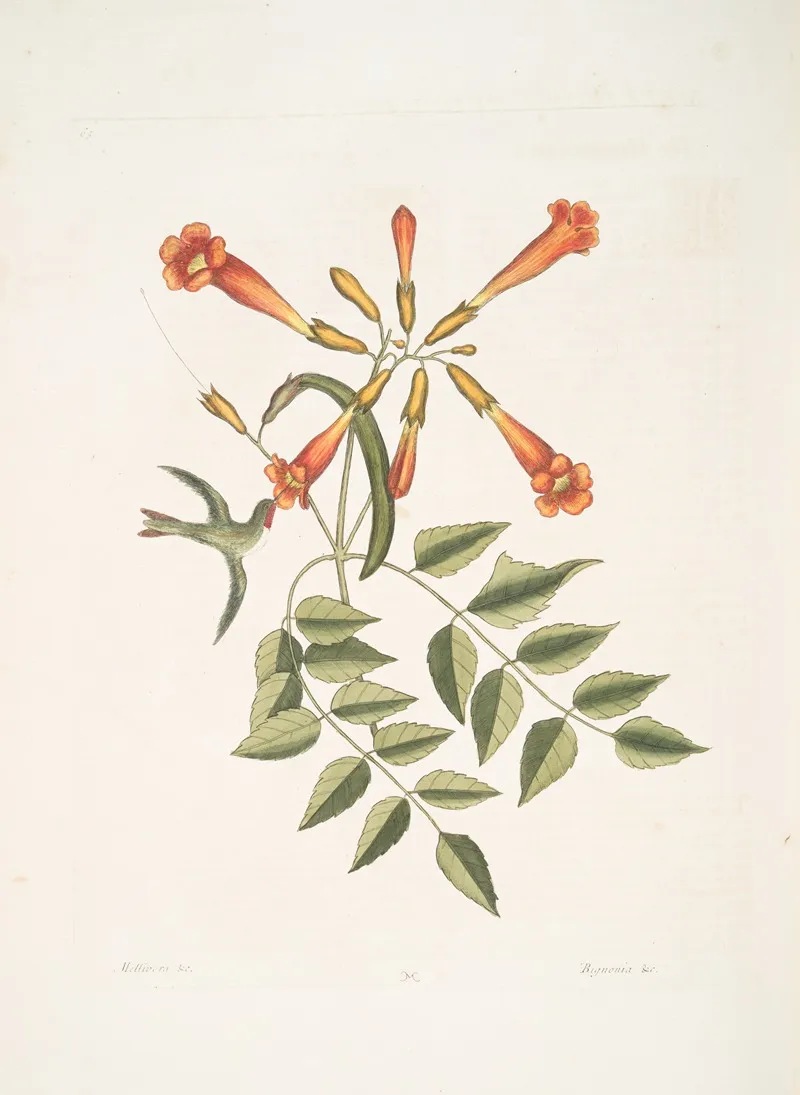 Mellivora Bignonia C The Trumpet Flower Wall Art by Mark Catesby - High-Resolution Digital Print