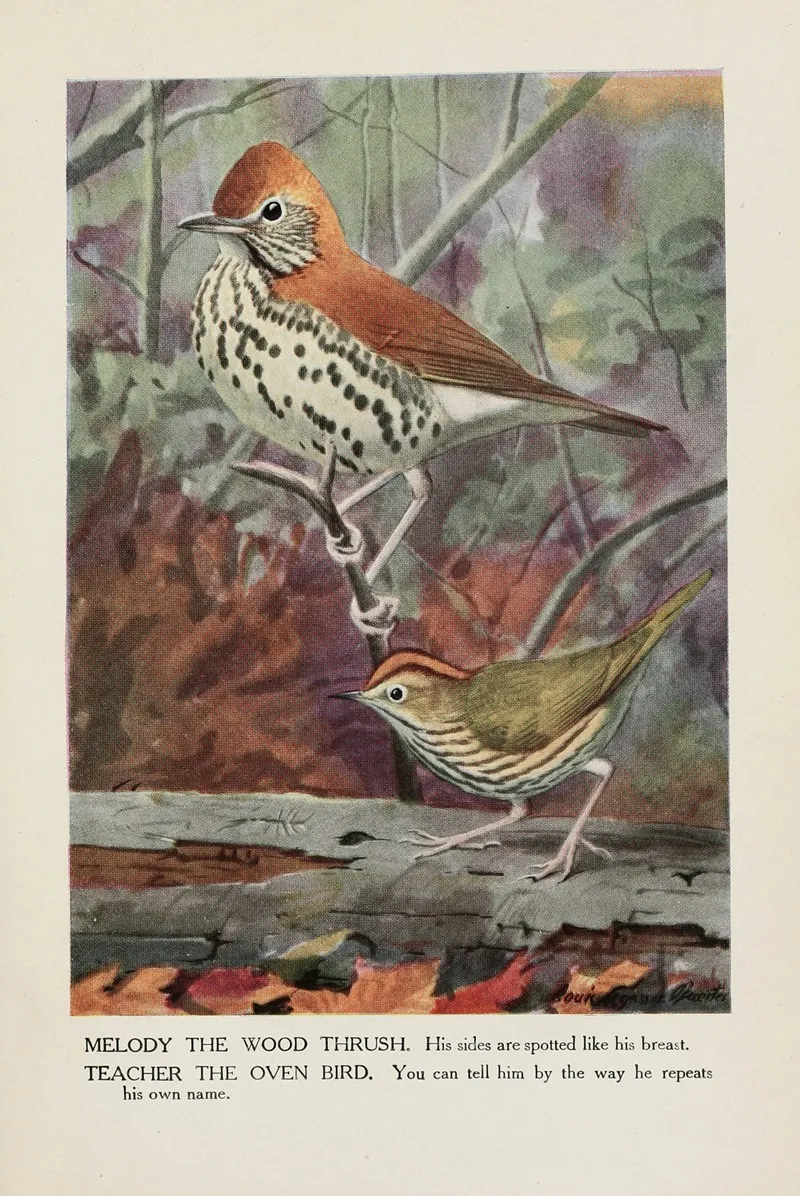 Melody The Wood Thrush Teacher The Oven Bird Wall Art by Louis Agassiz Fuertes - High-Resolution Digital Print