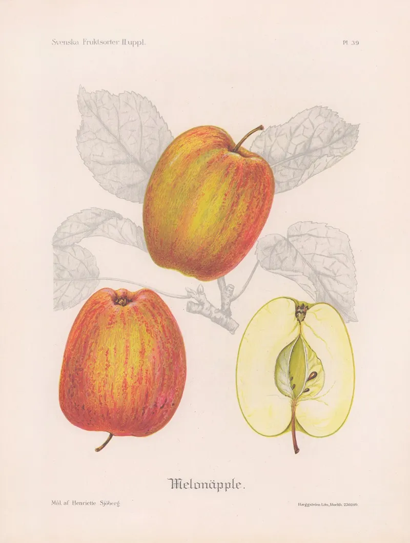 Melonapple Wall Art by Henriette Sjöberg - High-Resolution Digital Print
