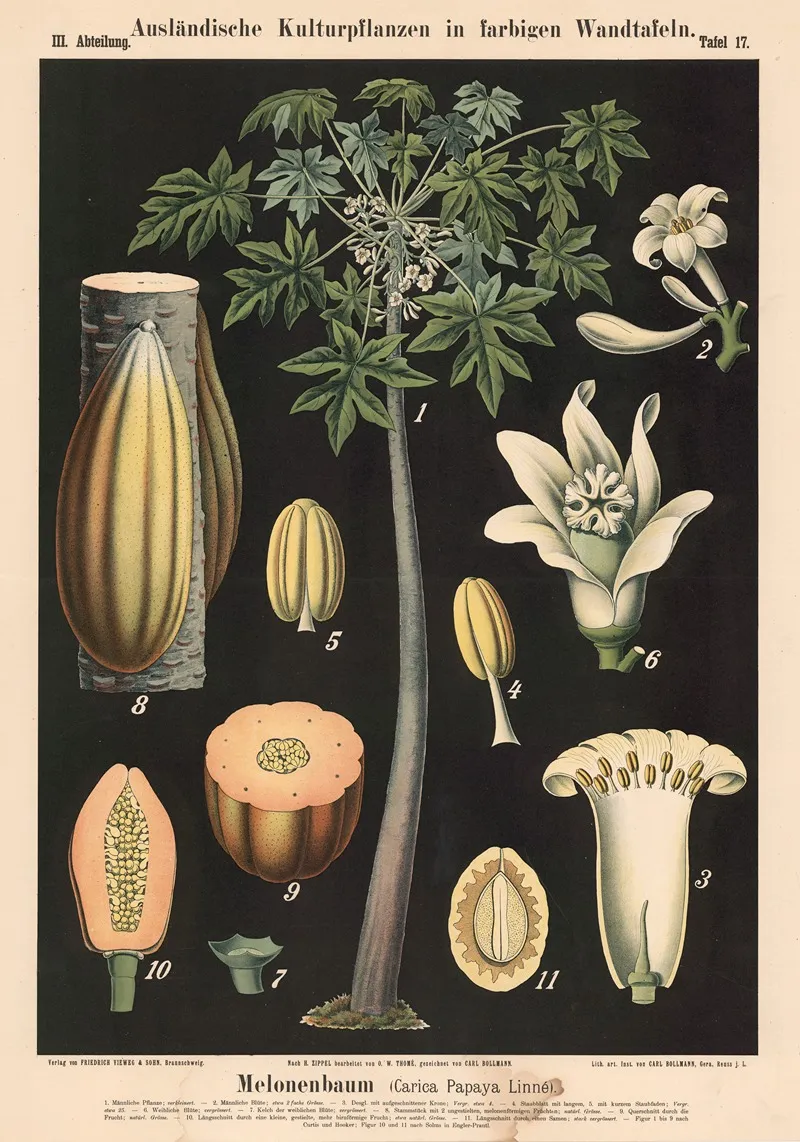 Melonenbaum Carica Papaya Linne Wall Art by Carl Bollmann - High-Resolution Digital Print
