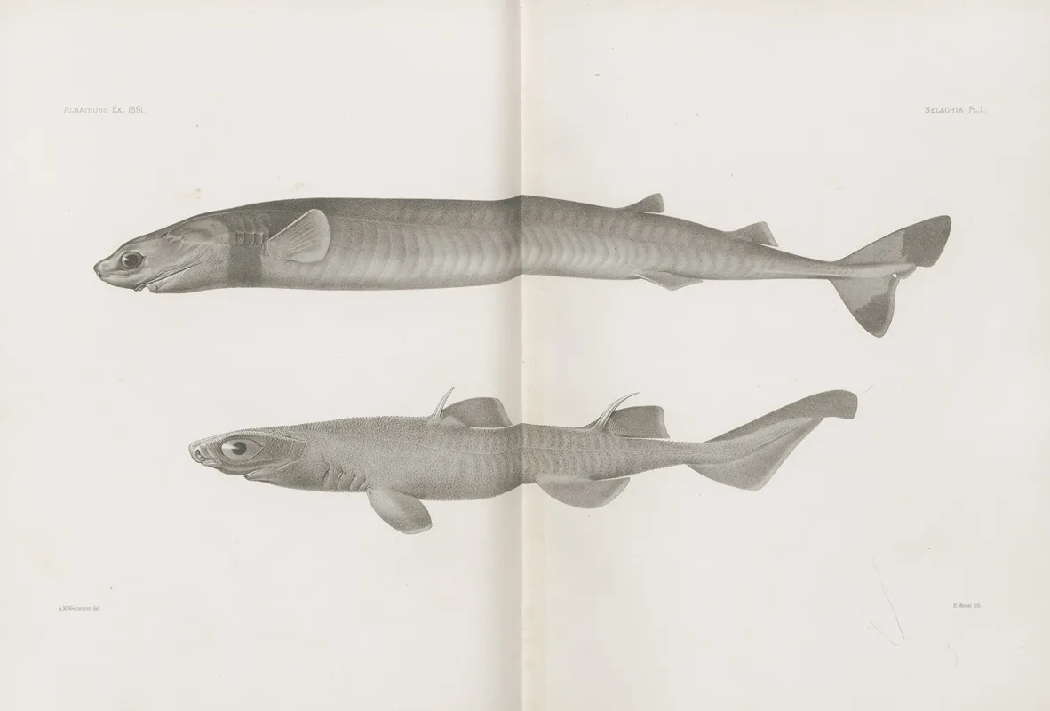 Memoirs Of The Museum Of Comparative Zoology At Harvard College Pl 01 Wall Art by Harvard University. Museum of Comparative Zoology - High-Resolution Digital Print