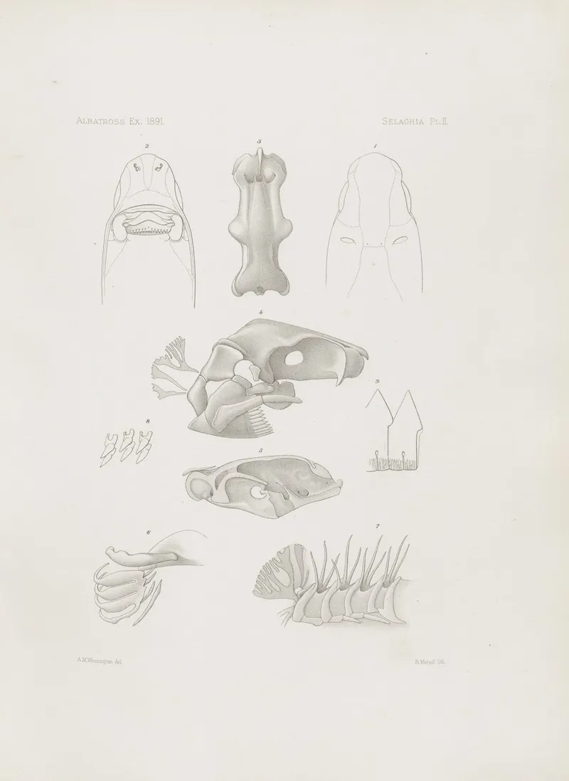 Memoirs Of The Museum Of Comparative Zoology At Harvard College Pl 02 Wall Art by Harvard University. Museum of Comparative Zoology - High-Resolution Digital Print