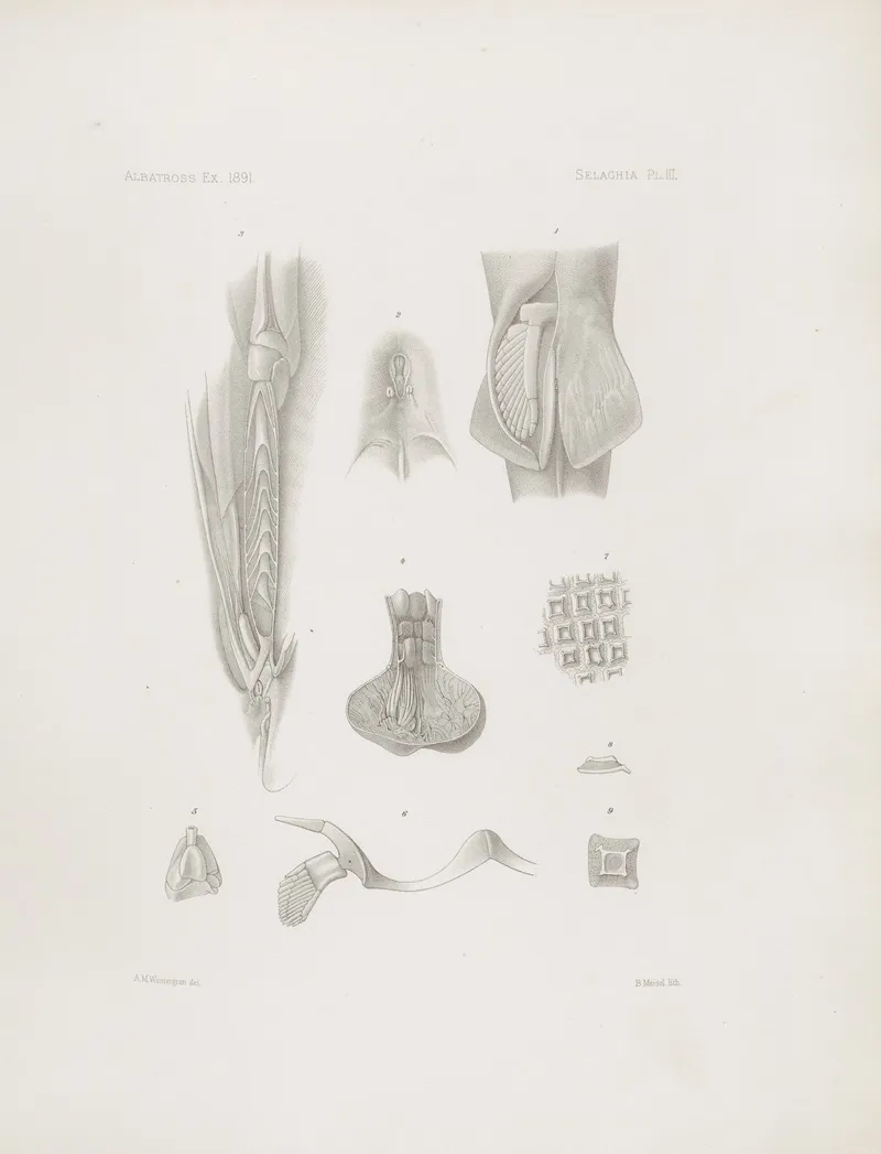 Memoirs Of The Museum Of Comparative Zoology At Harvard College Pl 03 Wall Art by Harvard University. Museum of Comparative Zoology - High-Resolution Digital Print