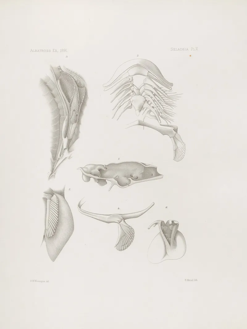 Memoirs Of The Museum Of Comparative Zoology At Harvard College Pl 05 Wall Art by Harvard University. Museum of Comparative Zoology - High-Resolution Digital Print