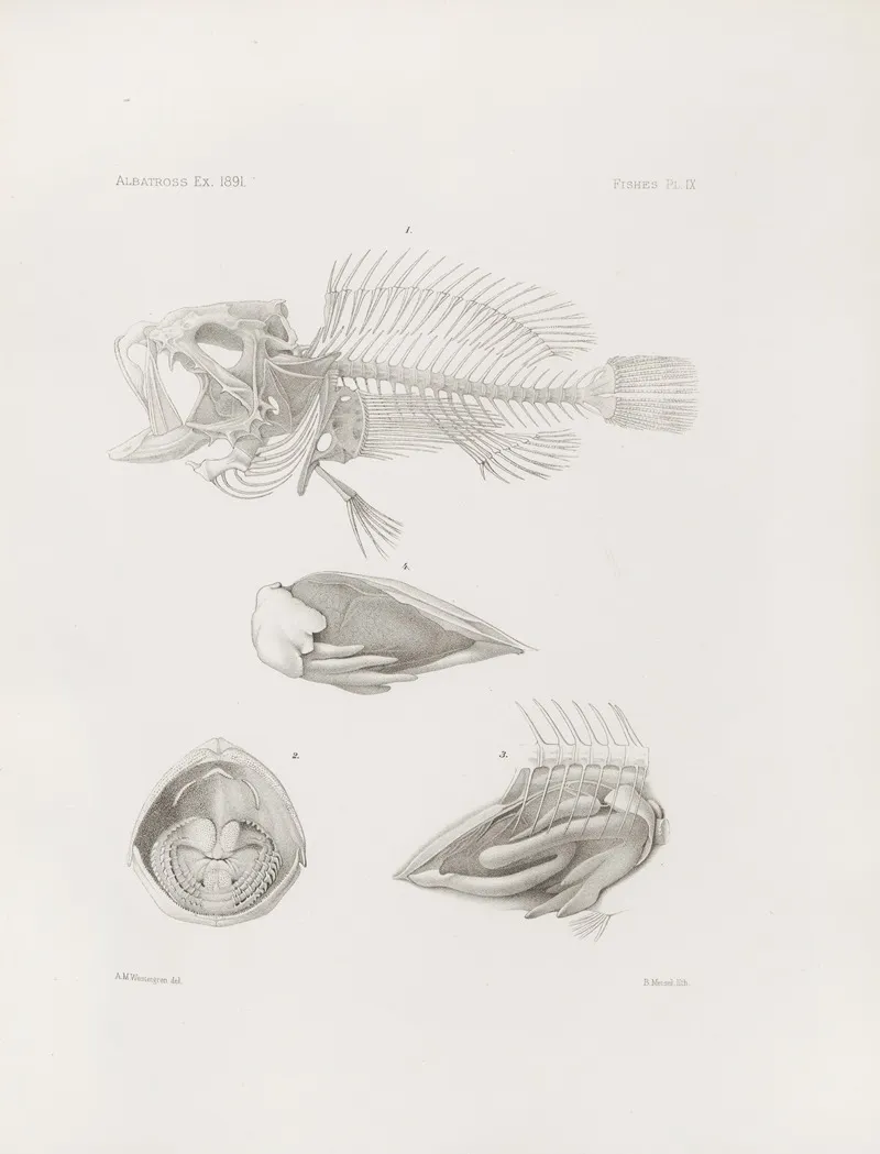 Memoirs Of The Museum Of Comparative Zoology At Harvard College Pl 09 Wall Art by Harvard University. Museum of Comparative Zoology - High-Resolution Digital Print