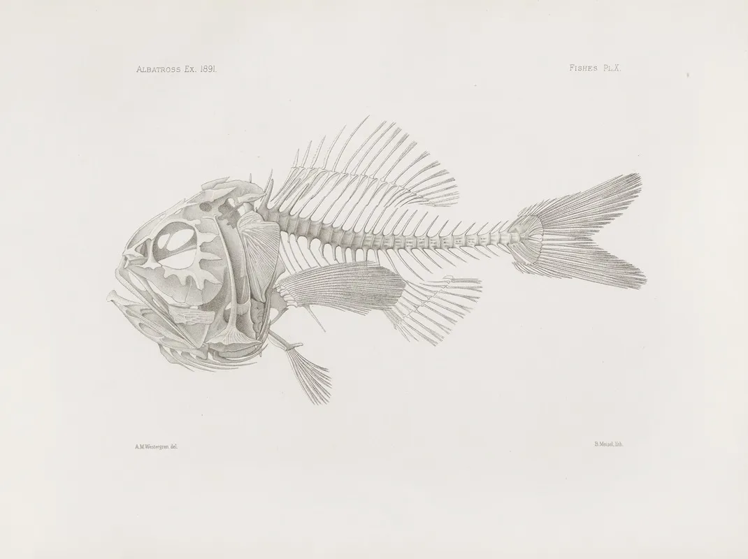 Memoirs Of The Museum Of Comparative Zoology At Harvard College Pl 10 Wall Art by Harvard University. Museum of Comparative Zoology - High-Resolution Digital Print