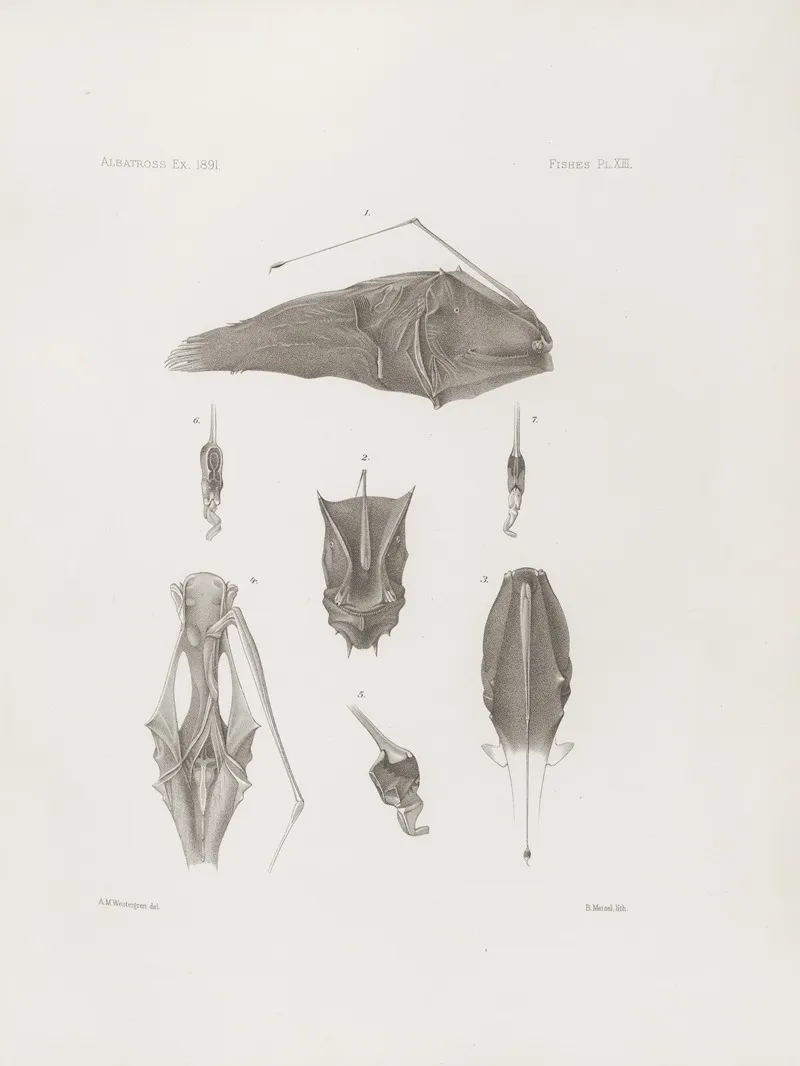 Memoirs Of The Museum Of Comparative Zoology At Harvard College Pl 13 Wall Art by Harvard University. Museum of Comparative Zoology - High-Resolution Digital Print