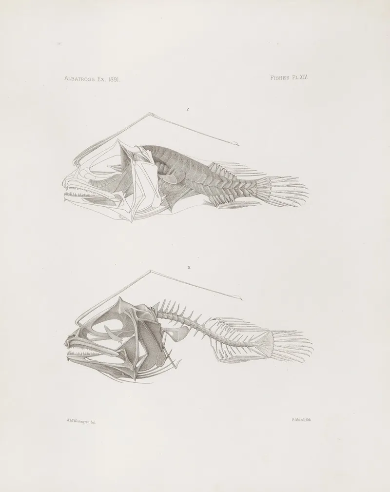 Memoirs Of The Museum Of Comparative Zoology At Harvard College Pl 14 Wall Art by Harvard University. Museum of Comparative Zoology - High-Resolution Digital Print