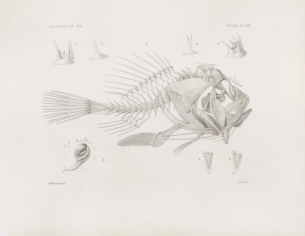 Memoirs Of The Museum Of Comparative Zoology At Harvard College Pl 16 Wall Art by Harvard University. Museum of Comparative Zoology - High-Resolution Digital Print