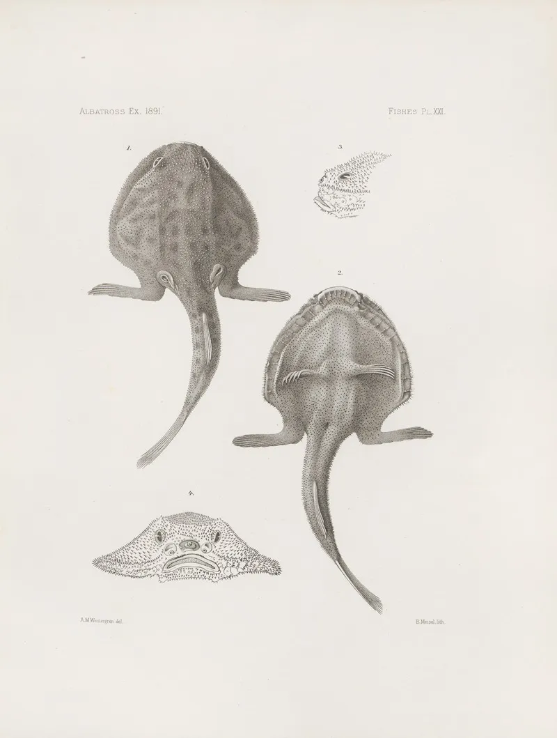 Memoirs Of The Museum Of Comparative Zoology At Harvard College Pl 21 Wall Art by Harvard University. Museum of Comparative Zoology - High-Resolution Digital Print