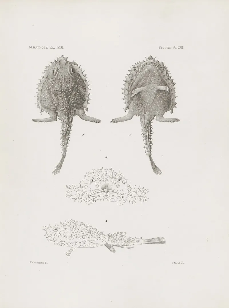 Memoirs Of The Museum Of Comparative Zoology At Harvard College Pl 23 Wall Art by Harvard University. Museum of Comparative Zoology - High-Resolution Digital Print